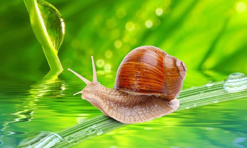 蜗牛精神的鼓舞人心的组成