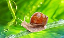 蜗牛精神的励志作文