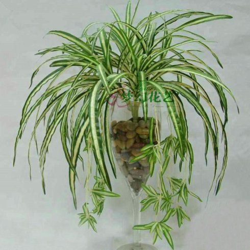 蜘蛛植物在拐角处