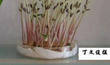 绿豆宝宝生长记