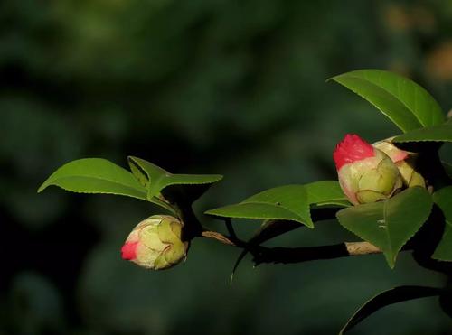 山茶花在校园里