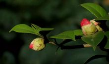 校园里的山茶花