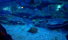 海洋公园游玩记