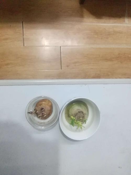观察马铃薯发芽的日记