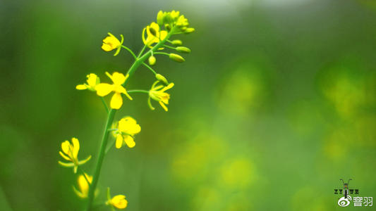春季恢复的季节