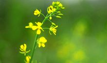 春季万物复苏的季节