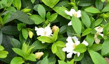 给我一抹栀子的清香就好