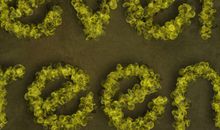 那片绿春意盎然