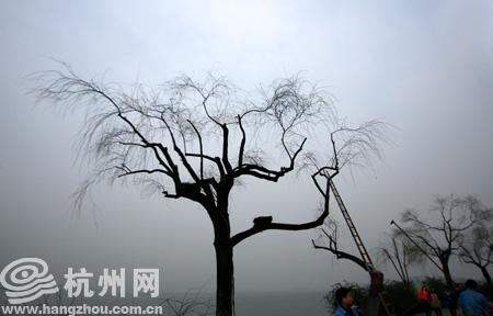 柳树的叙事