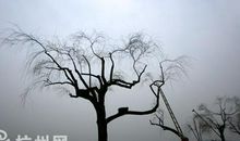 一棵柳树的自述