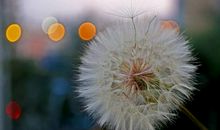 蒲公英的种子