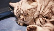 我听见了它们的声音