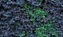 我常常想起那片树叶