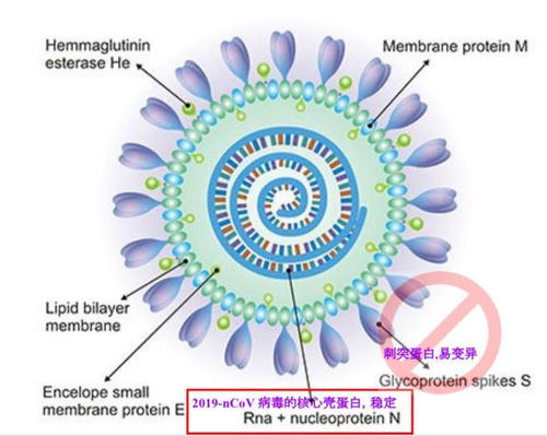 对抗新型冠状病毒性肺炎的日子