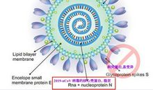 抗击新冠病毒肺炎的日子