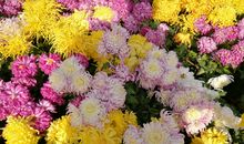 菊花飘香的记忆