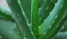 芦荟的启示
