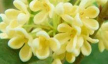 我喜欢的植物桂花