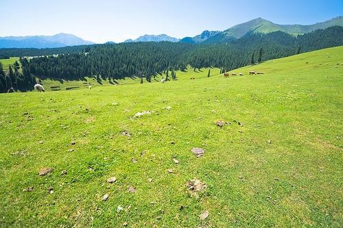 游览南山牧场