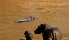 母爱，没有物种