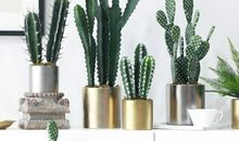 沙漠之王——仙人掌