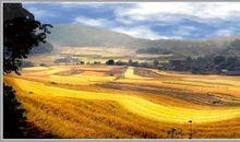 我爱秋天的果园和农田