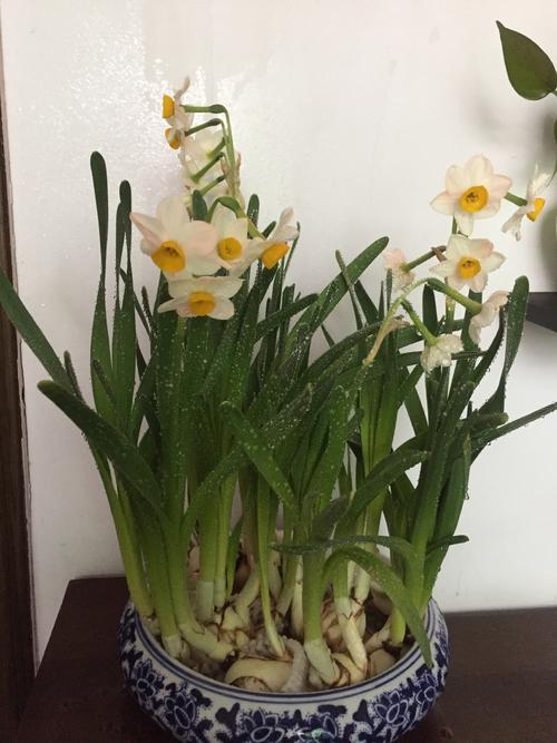 我的水仙花