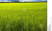 描写麦子的作文