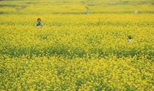 我家门前的那片油菜花