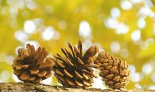 你的善良馥郁芬芳