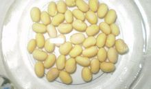 观察日记发豆芽