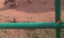 游长沙生态动物园作文400字