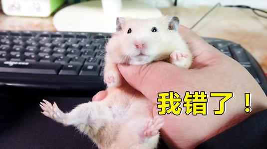 顽皮的小仓鼠
