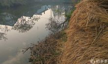 又见清清小河水