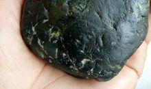 我家的“黑宝”