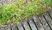 记忆是那落花一地