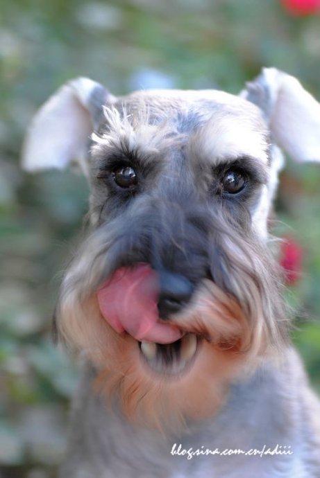 幼犬