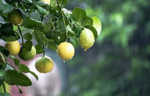 流过我心的雨