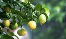 流过心田的那场雨