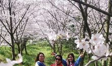 一路春光一路诗情