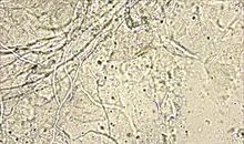 关于显微镜的作文