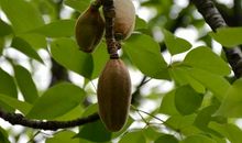 满天飞舞的精灵