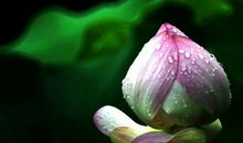 雨，心中的一抹清凉