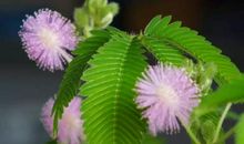 一株神奇的含羞草