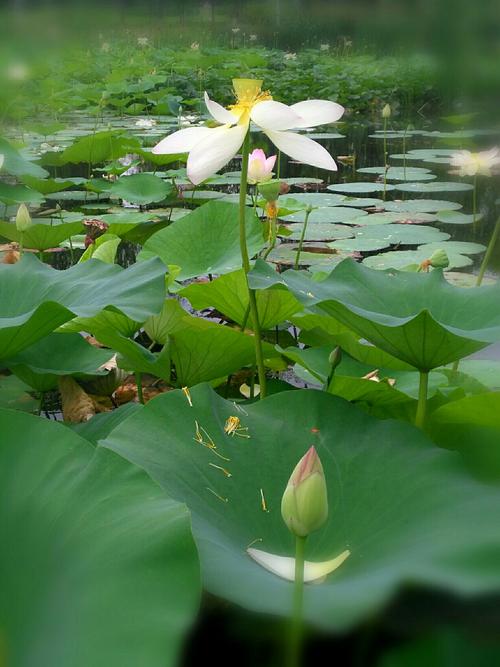 一朵花一草永远在乎