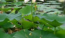 一花一草总关情