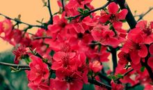 “美丽”的含义