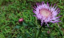 开在心中的野山花