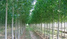 门前的那棵白杨树