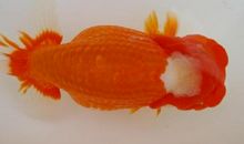 我最心爱的金鱼